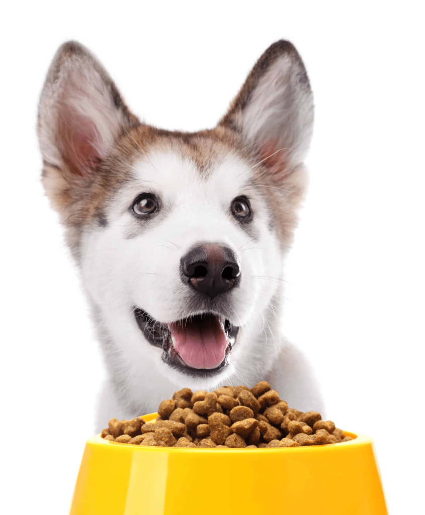 nutrition-for-pets