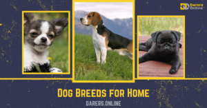 Read more about the article Dog Breeds for Home- 10 Family-friendly Best Dog Breeds at Home