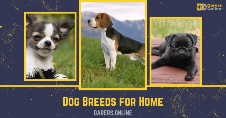 Dog Breeds for Home