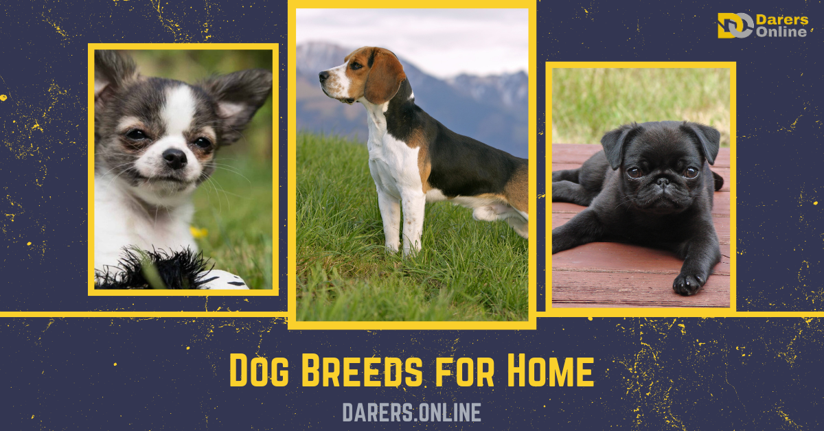 You are currently viewing Dog Breeds for Home- 10 Family-friendly Best Dog Breeds at Home