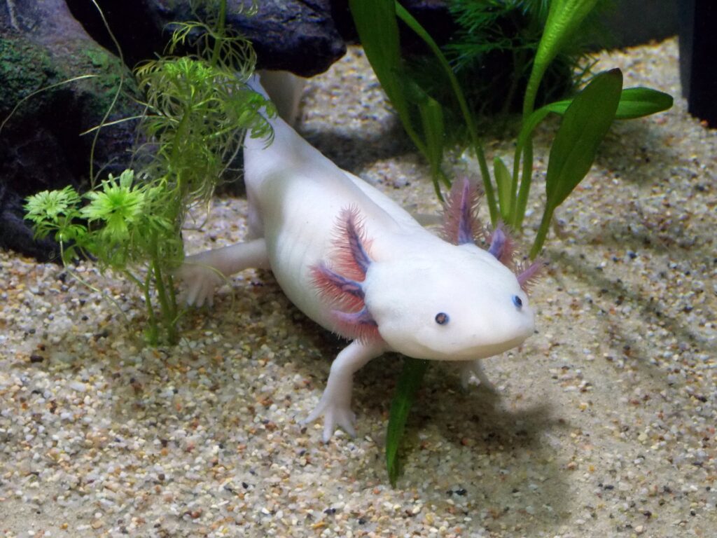 Axolotl-