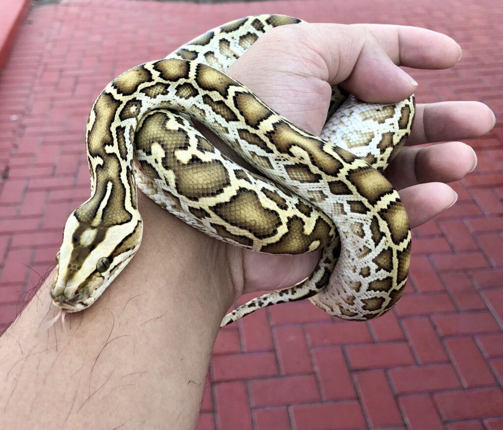 Burmese pythons