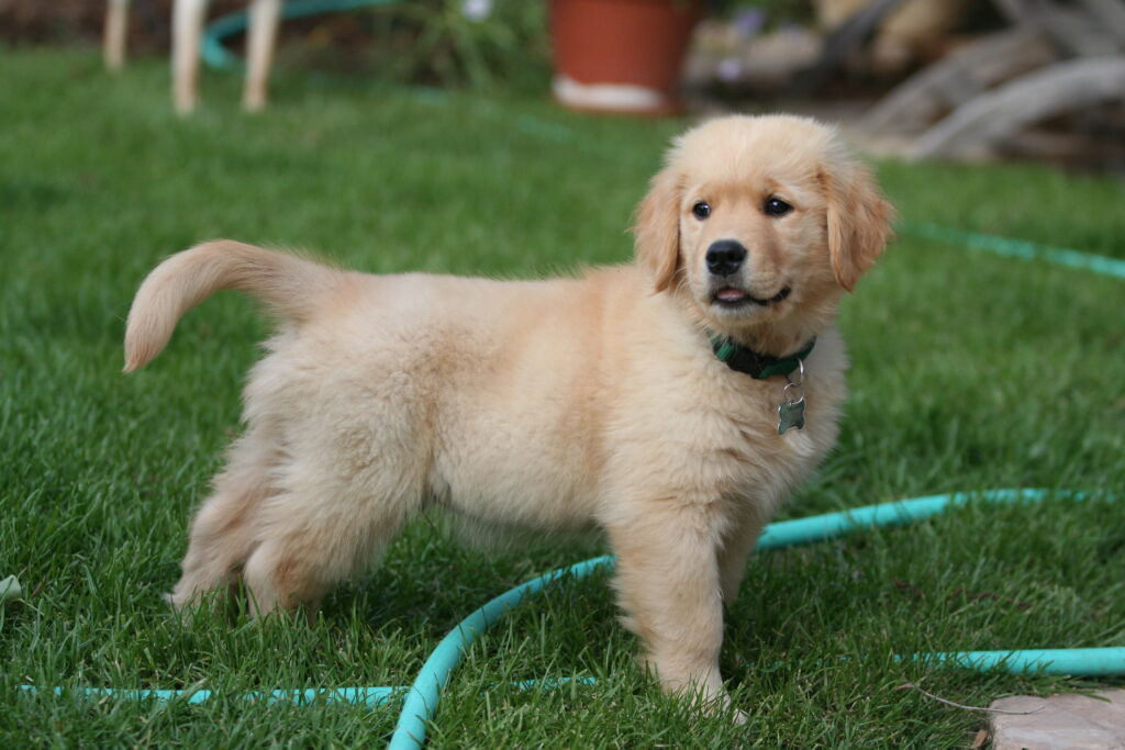 Golden_Retriever