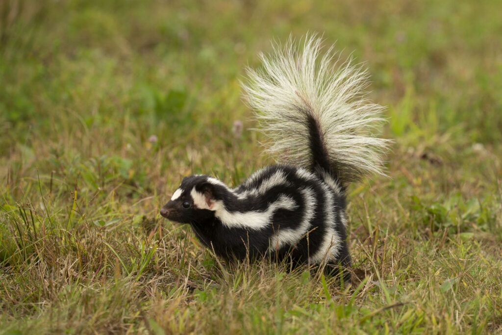 Skunk