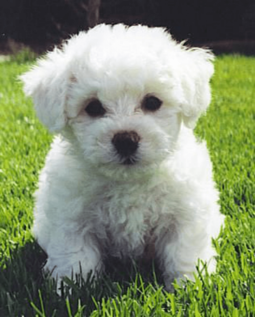 bichon-frise-