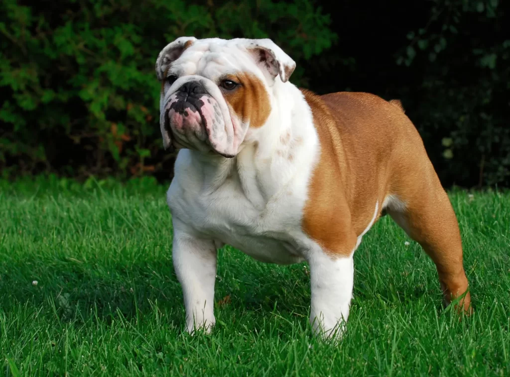 Dog Breeds for Home