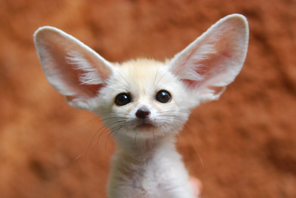 fennec-fox-