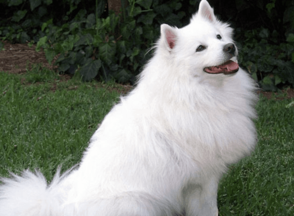 Dog Breeds for Home