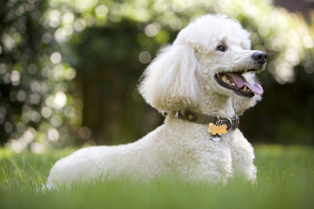 Dog Breeds for Home